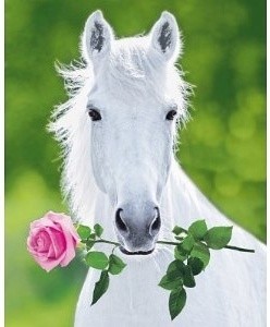 Horse Valentines Day Card